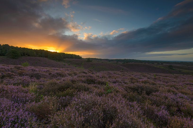 Bloeiende heide by Robert van Brug