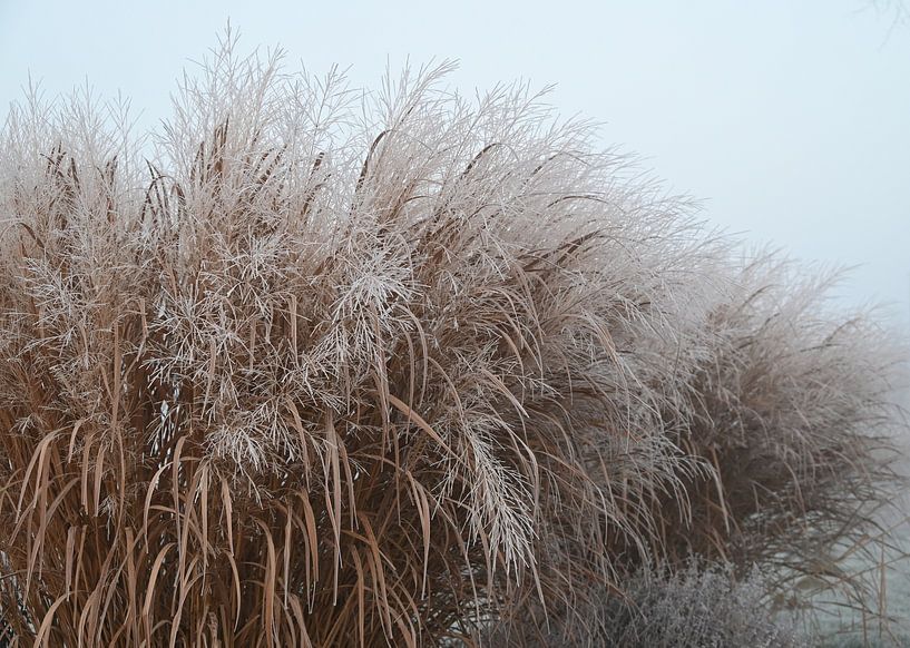 Frozen grass. by Jose Lok