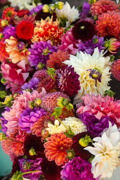 Verschiedene Dahlienblüten in einem großen Strauß auf einem Dahlienfeld