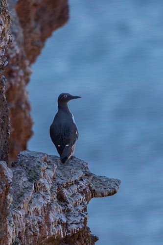 Zeekoet op uitkijk (Lange Anna, Helgoland)#0054