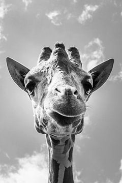 Giraffe Up Close van Walljar