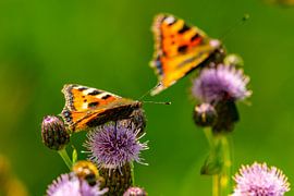 Papillons sur le chardon sur Arie Jan van Termeij