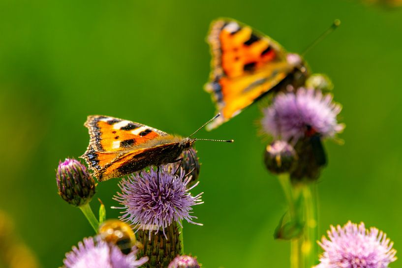 Schmetterlinge auf der Distel von Arie Jan van Termeij