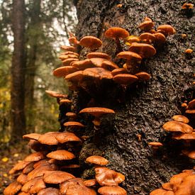 Paddenstoelen van Kyra Hoekema