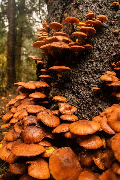 Champignons par Kyra Hoekema