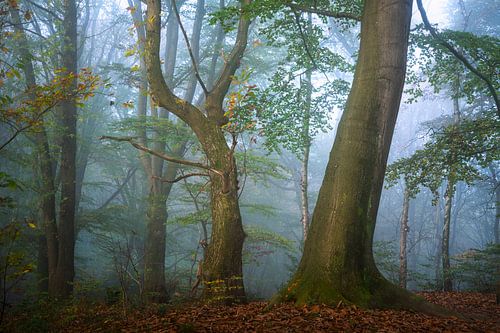 Natura Morta - Stilleven met bomen