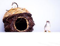 Petit pinson avec sa nid