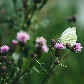 The Present of Summer von Giovanni Arons