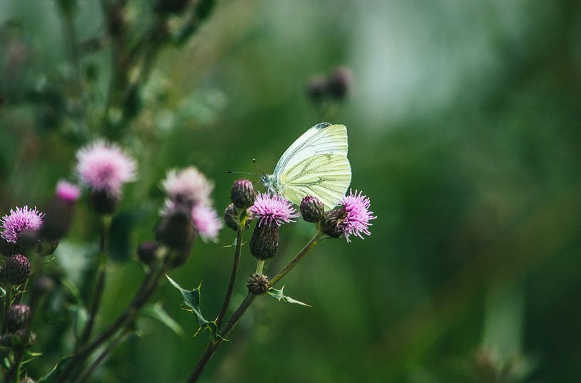 The Present of Summer von Giovanni Arons