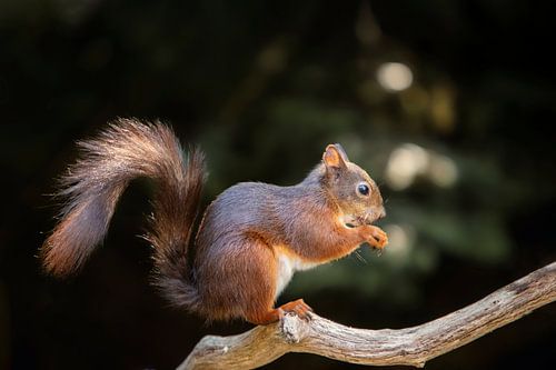 Eekhoorn in donker bos