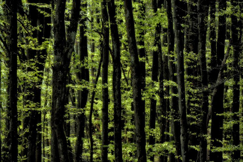 Frühlingsexplosion im Wald von Joachim G. Pinkawa