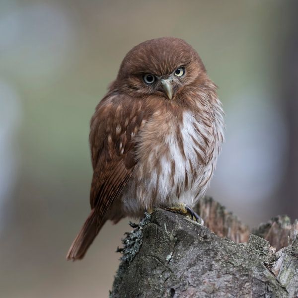 kauzig..  Brasil-Sperlingskauz *Glaucidium brasilianum* par wunderbare Erde