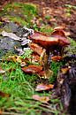 paddenstoel van claudia cornet thumbnail
