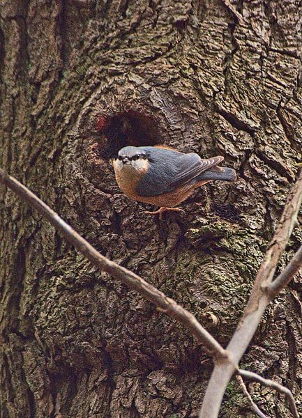 La sittelle devant son trou d'arbre par Edgar Schermaul