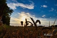 beautiful sunset the grain fields of zuidbroek