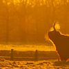Schotse hooglander in Drents Gouden Zonlicht van Bianca Blonk