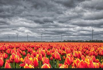 roo-gele tulpen met windturbines en wolken van peterheinspictures