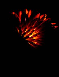 „Ember Chrysanthemum I“ von Ember Bloom