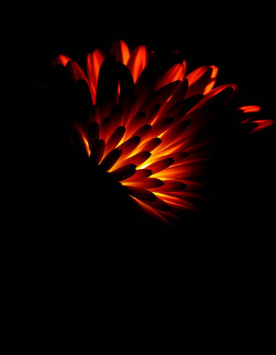 „Ember Chrysanthemum I“
