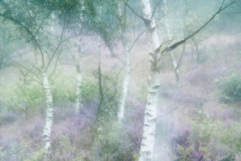 Dreamy heather by Loulou Beavers