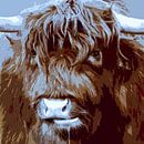 Scottish Highlander by geen poeha thumbnail