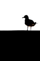 gull on the roof2