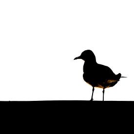 gull on the roof2 by Ronald Hofmeester