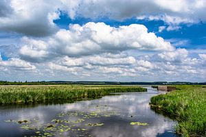 Bad Buchau : Der Federsee