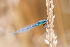 Blue damselfly in the field by Jan