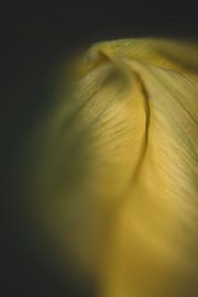 Gele tulp? van Ag (zilver) | Elke van Putten