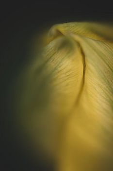 Eine gelbe Tulpe?
