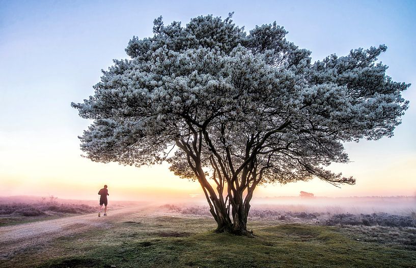 Krenteboom by TH Hoang