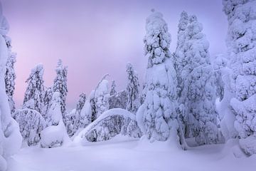 Lapland van Andy Luberti