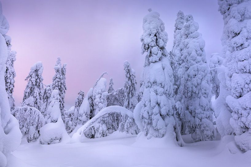 Lapland by Andy Luberti