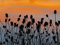 Dandelions at dusk