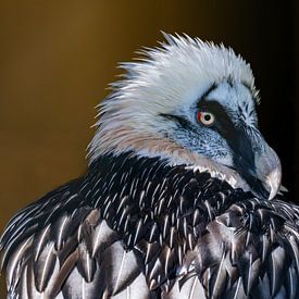 Bearded vulture relaxing after the meal by Fernando Schmidt