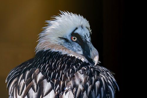 Bearded vulture relaxing after the meal