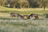 Damherten gevecht van Menno Schaefer thumbnail