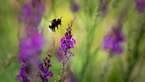 Hommel Bombus van Sara in t Veld Fotografie