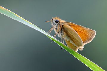 Essex Skipper ( Thymelicus lineola ) resting on a blade of grass