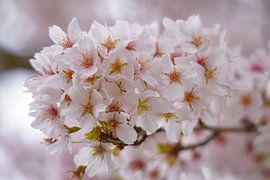Blossom close up by Merel Pape Photography