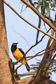 Yellow tropical bird in tree Curacao, part 1 by Erika van Elst