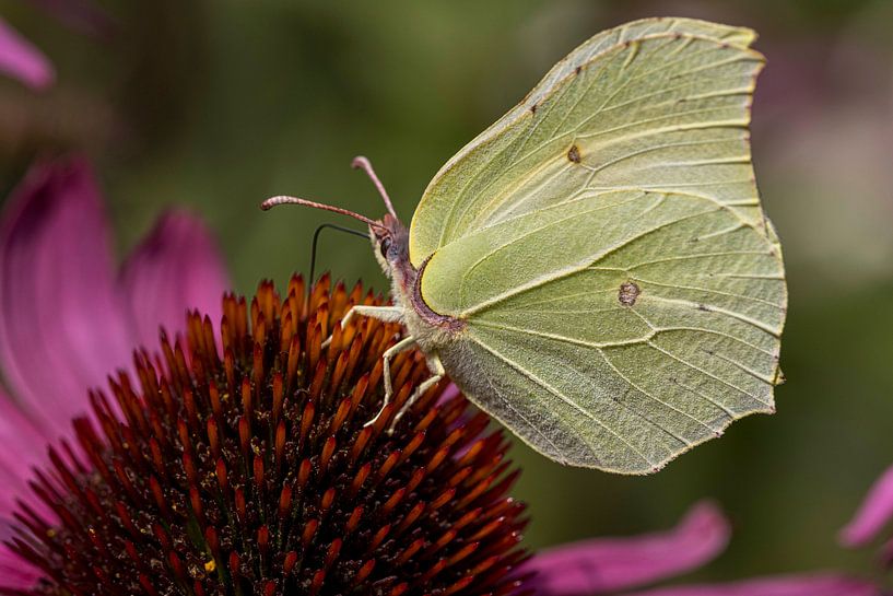 lemon butterfly by ton vogels