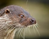 Otter close-up by Patrick van Bakkum thumbnail