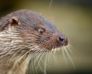 Otter close-up by Patrick van Bakkum
