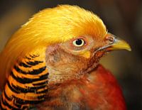 Gold pheasant, close-up