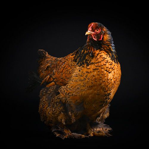 Brown chicken photo on black background