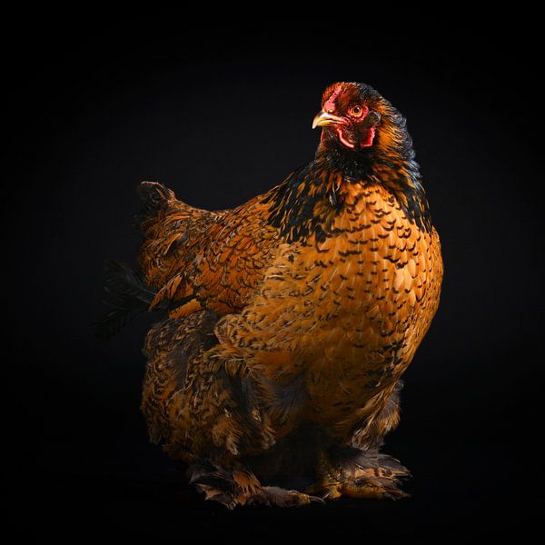 Photo d'un poulet brun sur fond noir par Florence Schmit