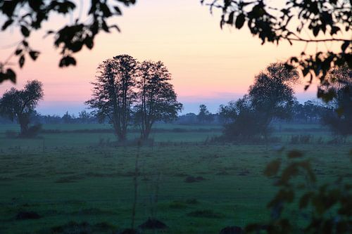 Tree in a meadow in the fog at sunrise