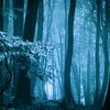 Mistig bos met herftsbladeren (blauwtinten) van Mark Scheper